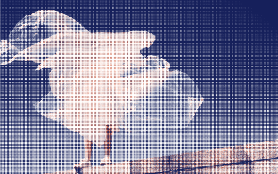 Plastique dans les protections périodiques : quel impact sur les océans ?