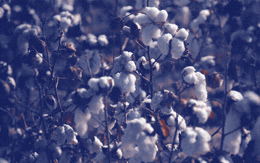 Coton biologique : entre promesses écologiques et défis actuels