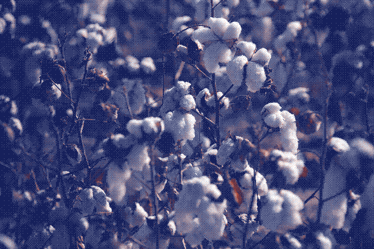 Champ de coton biologique cultivé de manière durable symbole d’engagement écologique - Marguerite & Cie