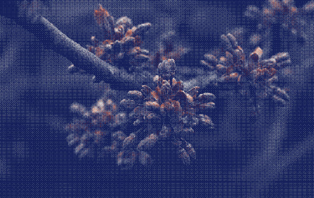 Branche fleurie illustrant les quatre phases du cycle menstruel : menstruation, phase folliculaire, ovulation et phase lutéale - Marguerite & Cie