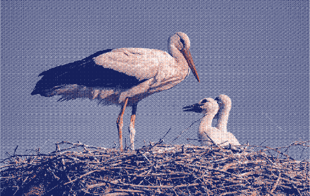 Cigogne nourrissant ses petits dans leur nid, illustrant les saignements en début de grossesse et leur distinction avec les règles pendant la grossesse - Marguerite & Cie