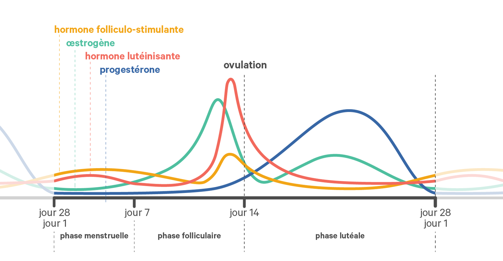 Schéma qui explique les 4 phases du cycle menstruel : la phase menstruelle, la phase folliculaire, l'ovulation et la phase lutéale